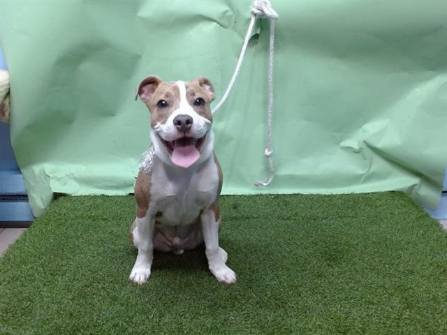 DRACO - Bulldog available for adoption