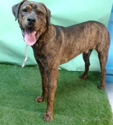 FIVE - Cane Corso Mastiff available for adoption