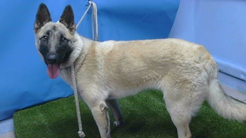 TRINITY - German Shepherd Dog / Belgian Shepherd Malinois available for adoption