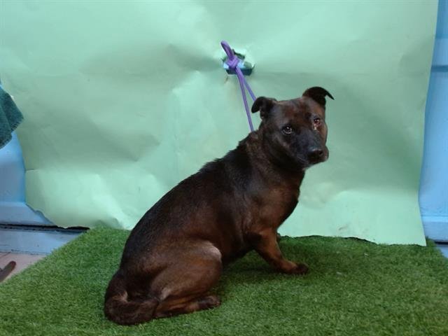 DOLLY PAWTON - German Shepherd Dog available for adoption