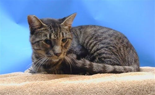 BOXER - Domestic Short Hair available for adoption