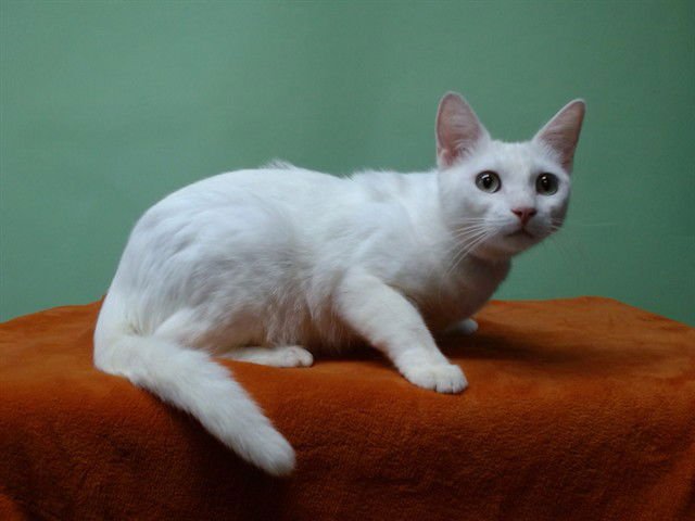 DON ALFONSO - Domestic Short Hair available for adoption