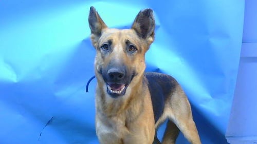 NOVA - German Shepherd Dog available for adoption