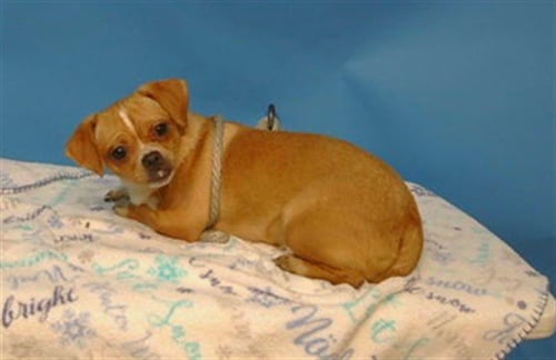 A5790618 - Chihuahua available for adoption