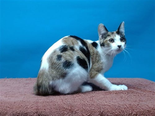 SOX - Domestic Short Hair available for adoption