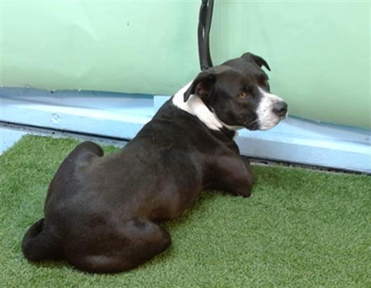 VINNY - Pit Bull Terrier available for adoption