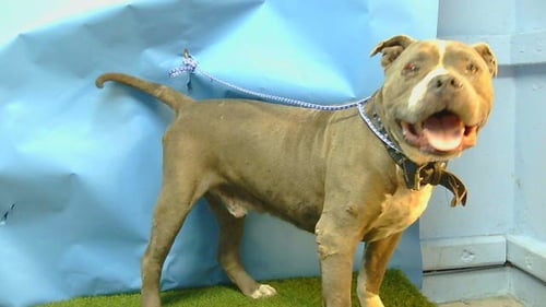 RUDEY - Pit Bull Terrier available for adoption