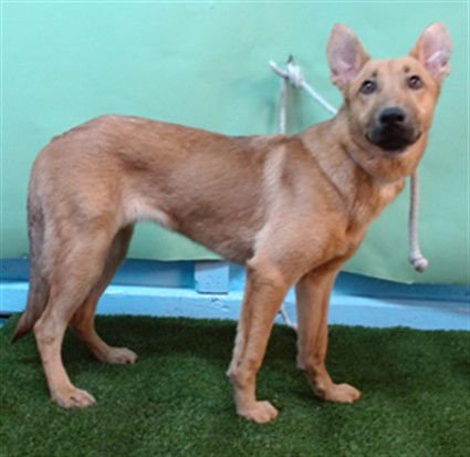 LADY - German Shepherd Dog available for adoption