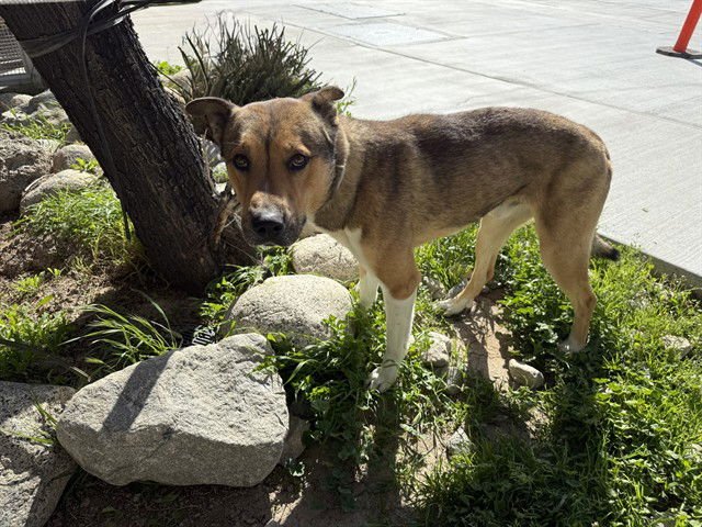 ANTHONY - Anatolian Shepherd available for adoption