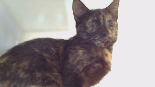 A5806268 - Domestic Short Hair available for adoption