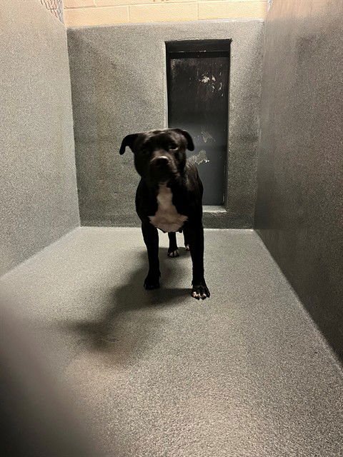 BEAST - Pit Bull Terrier available for adoption