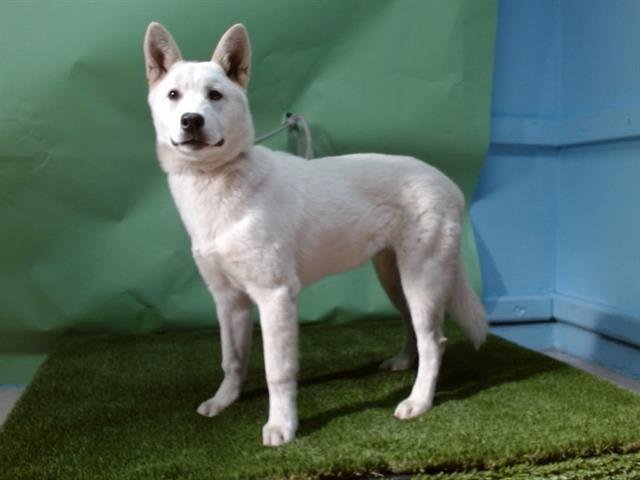 RUMBA - Jindo (Korean) available for adoption