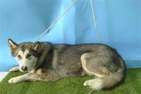 BONGO - Photo 1