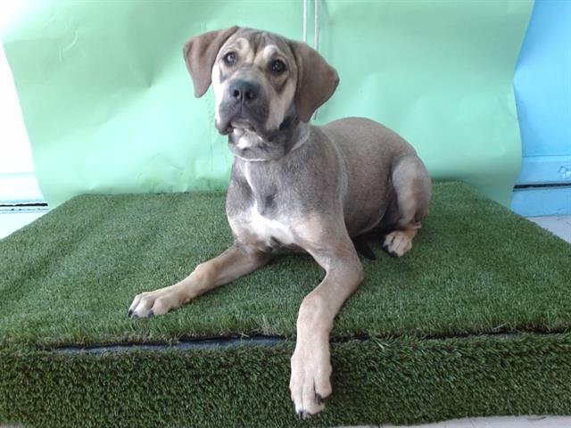 SKYLAR - Bloodhound / German Shepherd Dog available for adoption