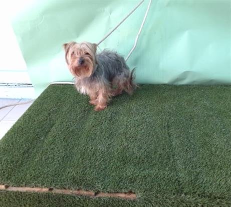 A5748592 - Yorkshire Terrier Yorkie available for adoption