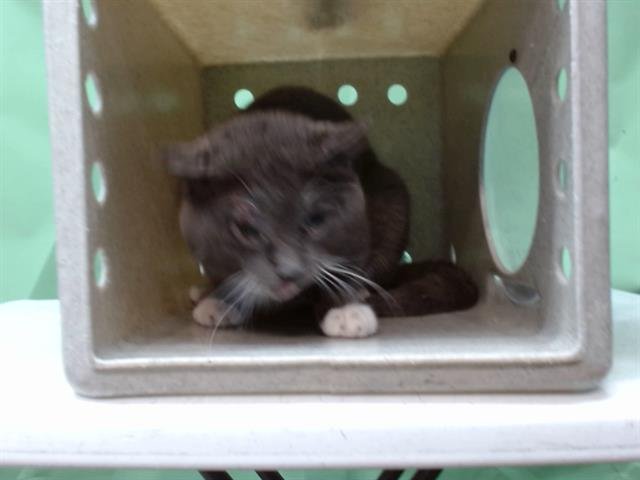 VINNY - Domestic Short Hair available for adoption