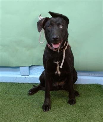 JUNEY - German Shepherd Dog / Labrador Retriever available for adoption