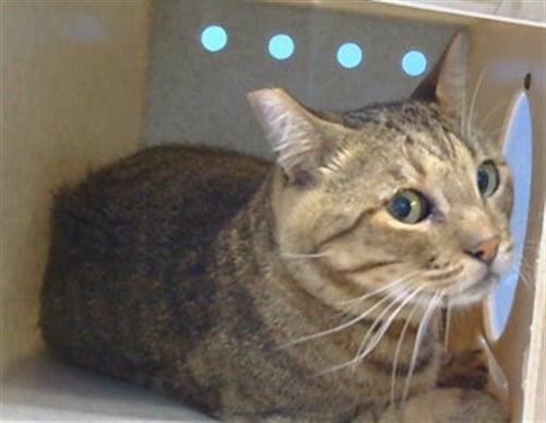 TRIGGER - Domestic Short Hair available for adoption