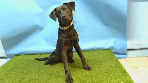 A5797366 - Labrador Retriever available for adoption