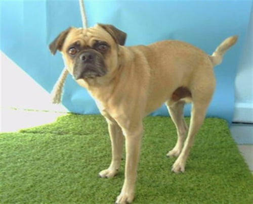 A5807311 - Pug available for adoption