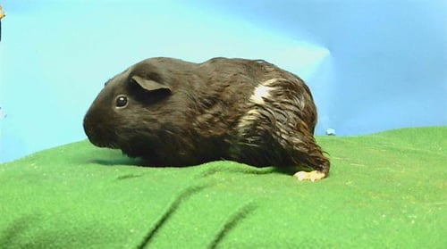 A5778440 - Guinea Pig available for adoption