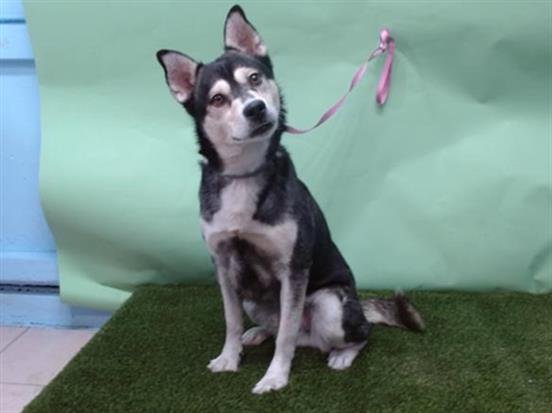 SPOTS - Alaskan Klee Kai available for adoption