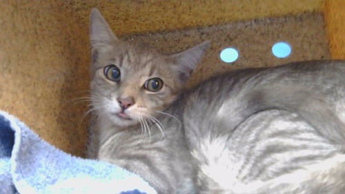 SWEETY - Domestic Short Hair available for adoption
