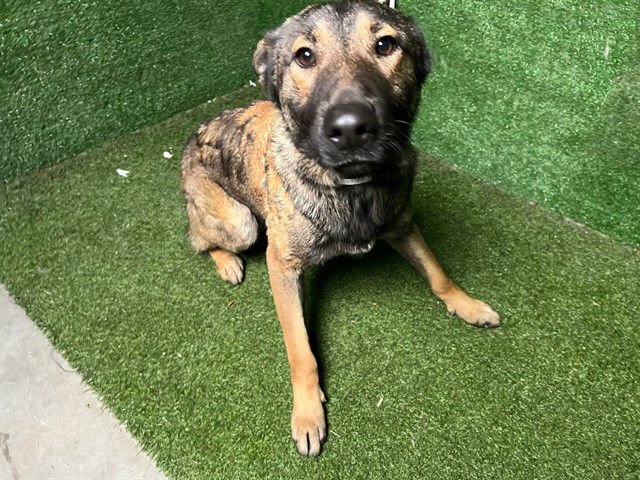 LEIA - German Shepherd Dog available for adoption