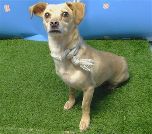 SIMBA - Chihuahua available for adoption
