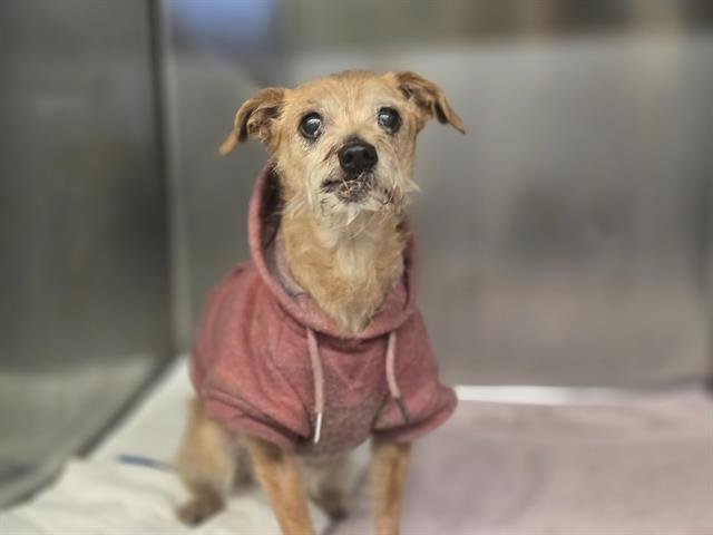 RILEY - Terrier available for adoption