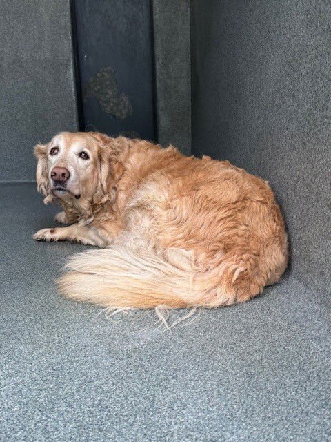 BETSIE - Golden Retriever available for adoption