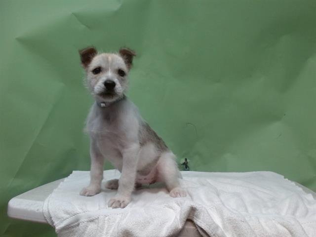 A5748014 - Jack Russell Terrier (Parson Russell Terrier) available for adoption