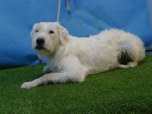 PUKA - Old English Sheepdog / Poodle (Miniature) available for adoption