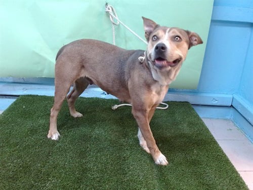 FUNFETTI - Pit Bull Terrier available for adoption