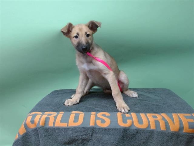 NOVA - Belgian Shepherd Malinois available for adoption