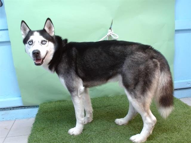 CANELO - Siberian Husky available for adoption