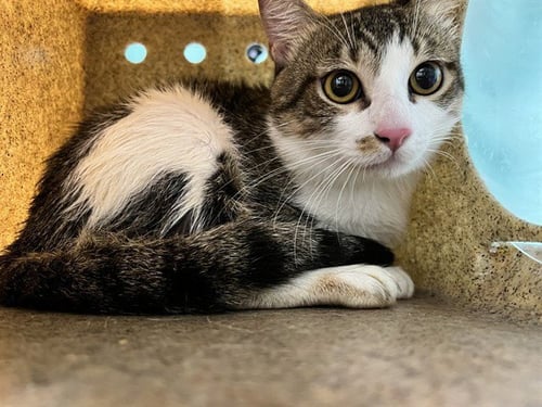 A5791870 - Domestic Short Hair available for adoption