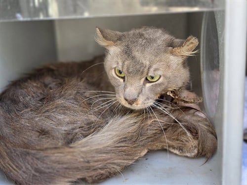 A5792182 - Domestic Short Hair available for adoption