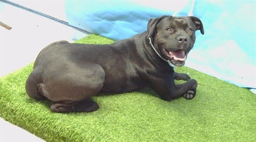 AUSTIN - Pit Bull Terrier available for adoption