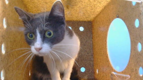 STITCHES - Domestic Short Hair available for adoption