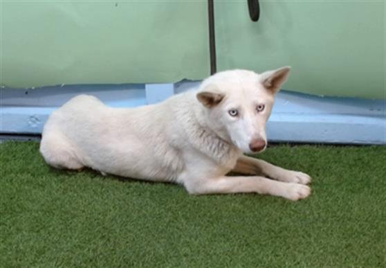 TASHA - Siberian Husky available for adoption