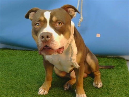 BROCK - Bulldog available for adoption