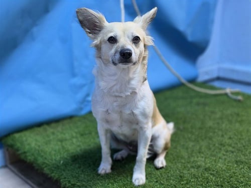 LILY - Papillon available for adoption