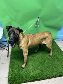 BRUCE - Belgian Shepherd Malinois / German Shepherd Dog available for adoption