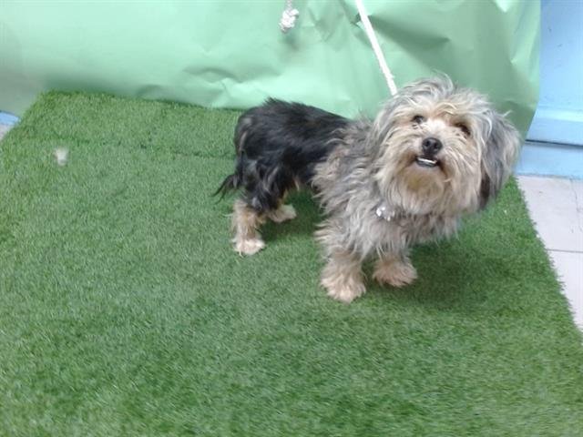 HUNTER - Terrier available for adoption