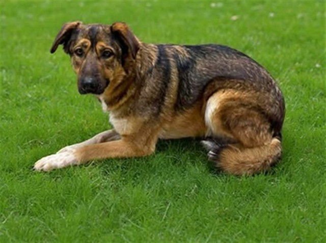 SOCKS - German Shepherd Dog available for adoption