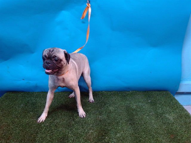 KOAS - Pug available for adoption