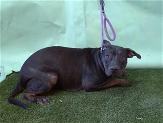 VAYNE - Labrador Retriever available for adoption