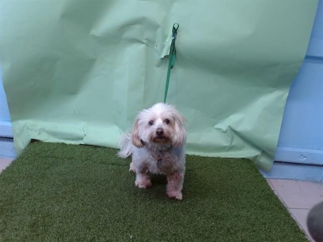 BUNNY - Maltese available for adoption