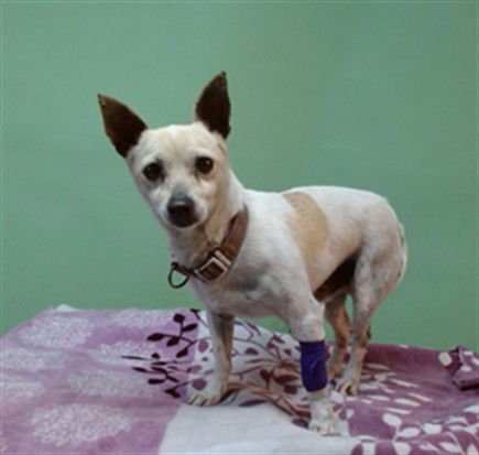 A5761301 - Chihuahua available for adoption